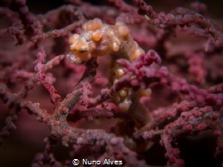 Pigmy seahorse in the Liberty Wreck, Tulamben by Nuno Alves 
